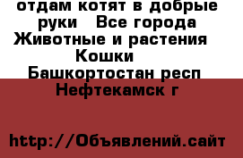 отдам котят в добрые руки - Все города Животные и растения » Кошки   . Башкортостан респ.,Нефтекамск г.